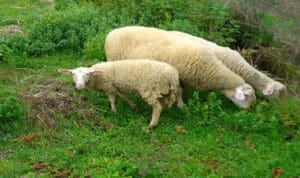 Αδιανόητο περιστατικό: Συνελήφθησαν πατέρας και γιος για βόσκηση σε ιδιόκτητο χωράφι