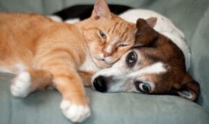 Αφθώδης πυρετός: Γιατί θεωρείται επικίνδυνος και ποια τα συμπτώματα