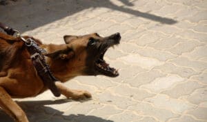 Νεκρό 2χρονο παιδί μετά από επίθεση σκύλου