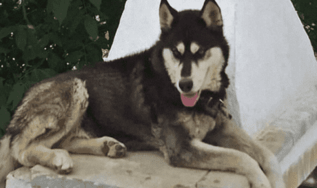 Όλιβερ χάσκι Αράχωβα