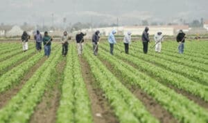 Το μεταβατικό σύστημα πληρωμών και ελέγχων στις αγροτικές επιδοτήσεις – Τι αλλάζει