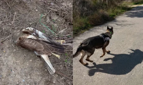 φόλες δηλητήρια