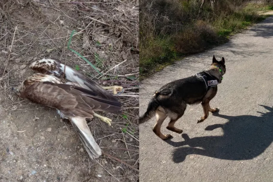 φόλες δηλητήρια