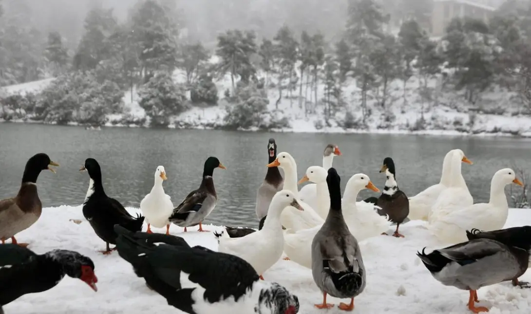 Μαγικές εικόνες από το χιονισμένο τοπίο στην Ιπποκράτειο Πολιτεία και τη Λίμνη Μπελέτσι