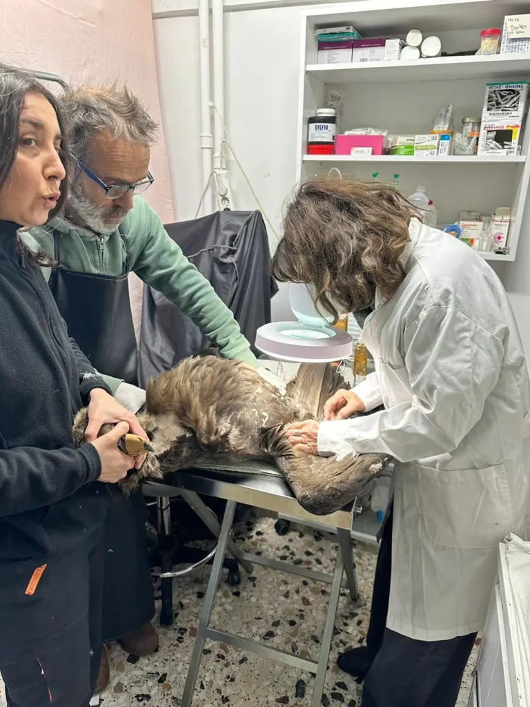 Ταλαιπωρημένος μαυρόγυπας μεταφέρθηκε στις εγκαταστάσεις της ΑΝΙΜΑ