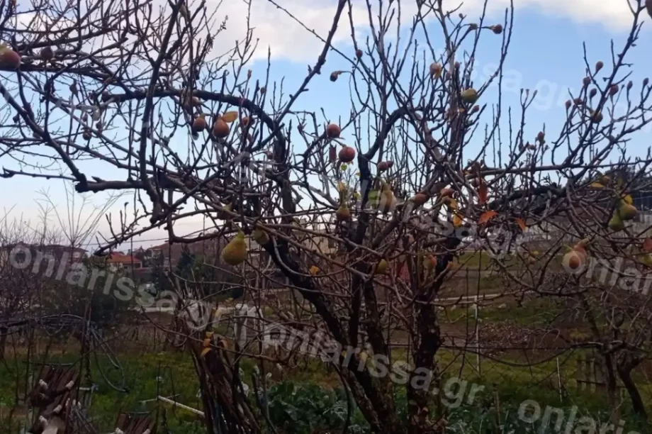 αχλάδια Λάρισα
