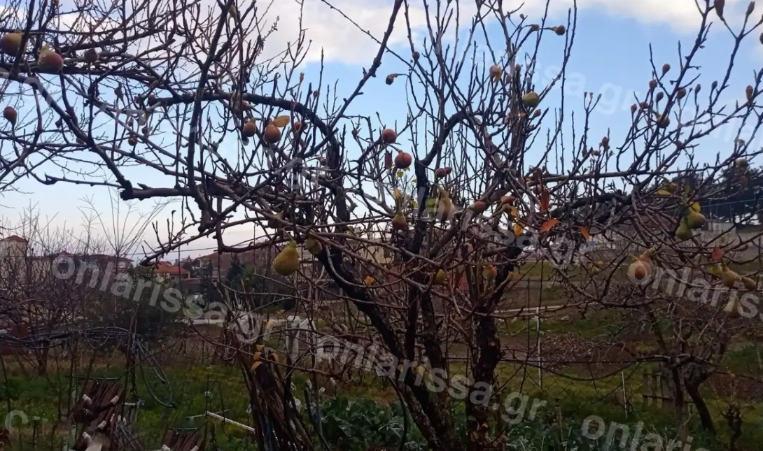 αχλάδια Λάρισα