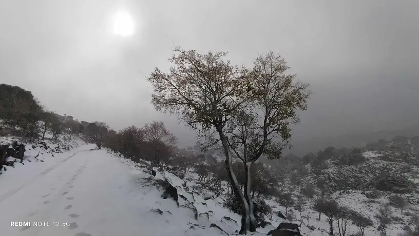 δάσος Ρούβα