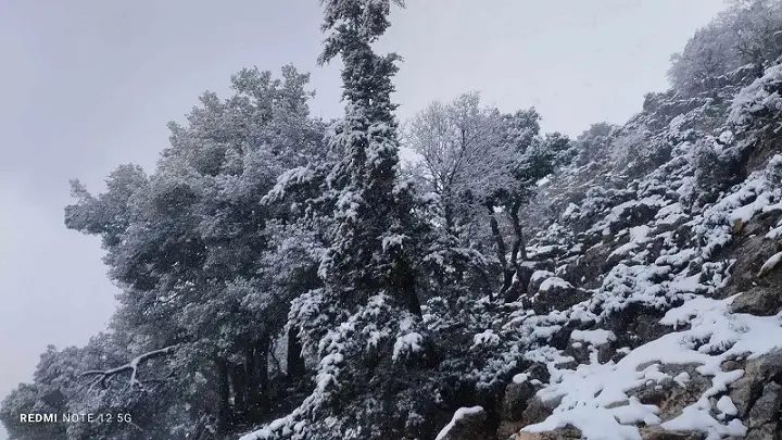 δάσος Ρούβα