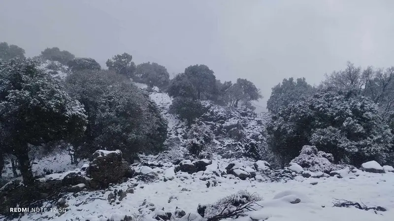 δάσος Ρούβα