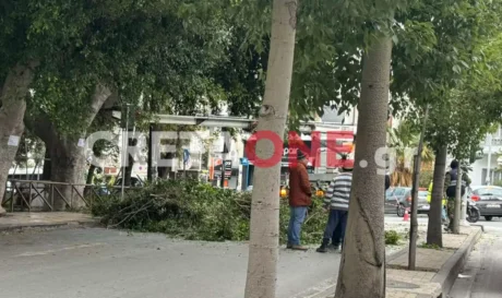 Ηράκλειο δέντρα
