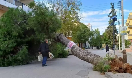 δέντρο έπεσε