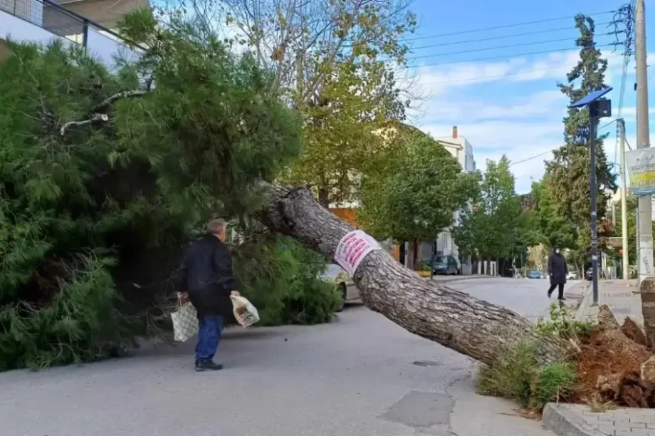 δέντρο έπεσε