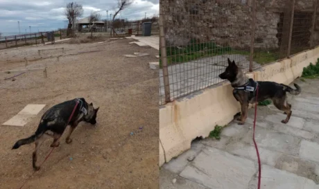 εκα σκύλος
