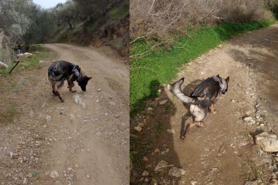 Εκα έρευνα δηλητηριασμένα δολώματα
