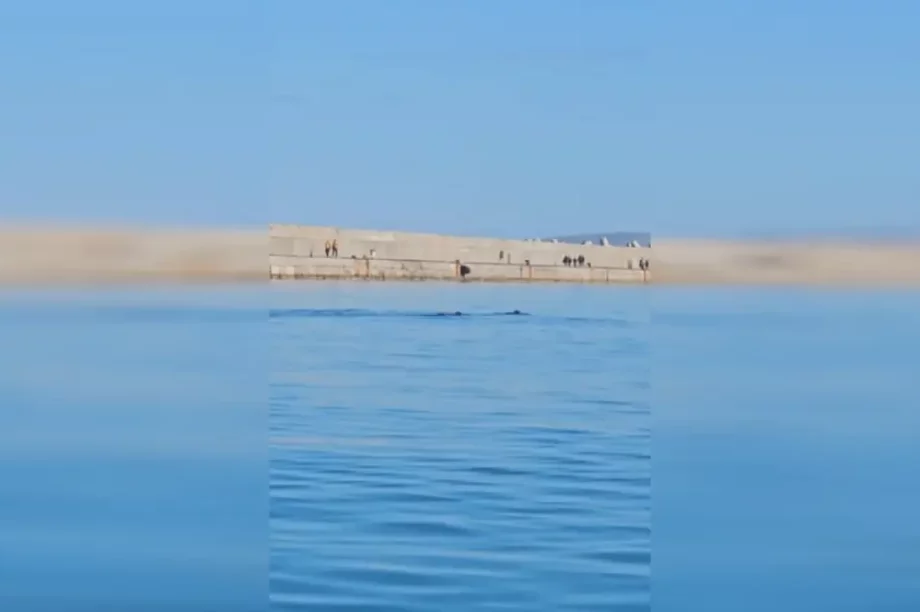 Φώκιες Ηράκλειο