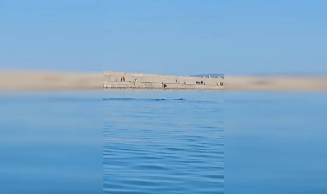 Φώκιες Ηράκλειο