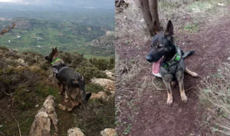 Σκύλος Εκα Γιούχτα