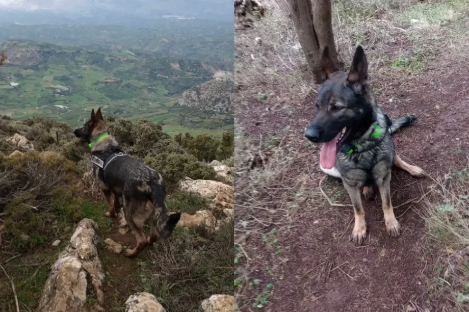 Σκύλος Εκα Γιούχτα
