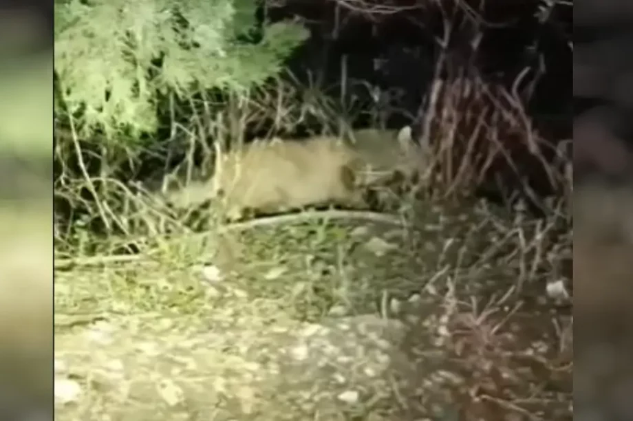 κρητικός φουρόγατος