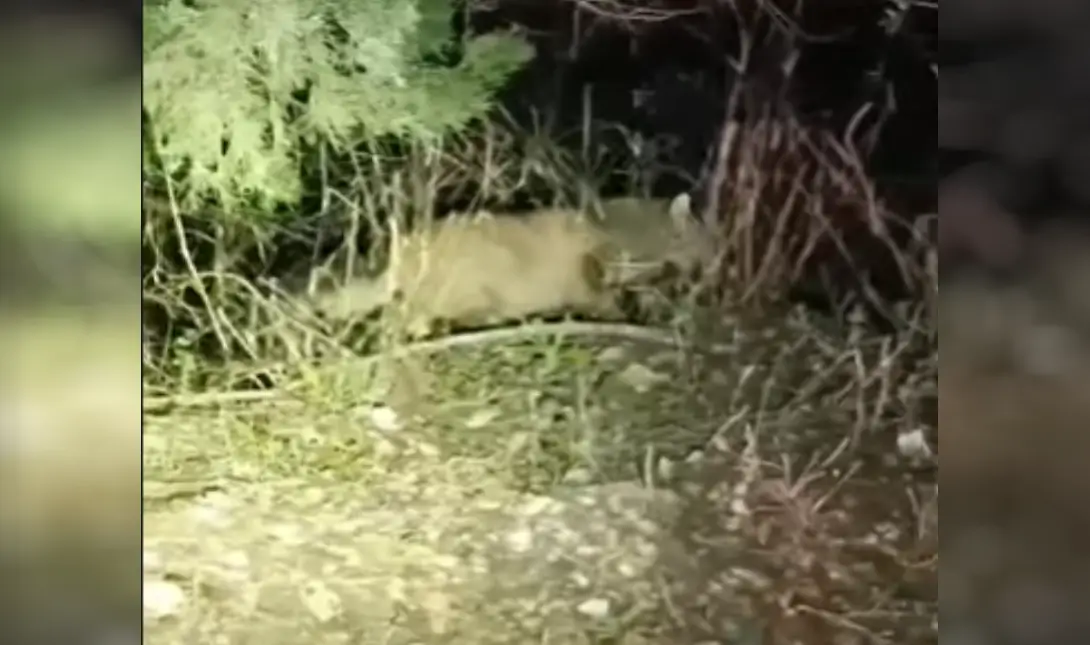 κρητικός φουρόγατος