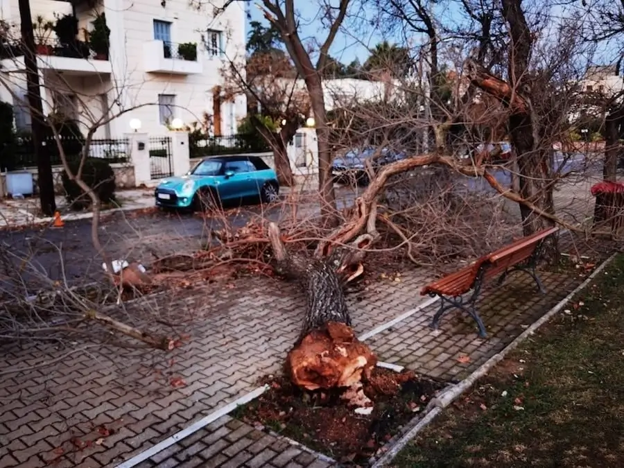 Πεσμένο δέντρο κακοκαιρία