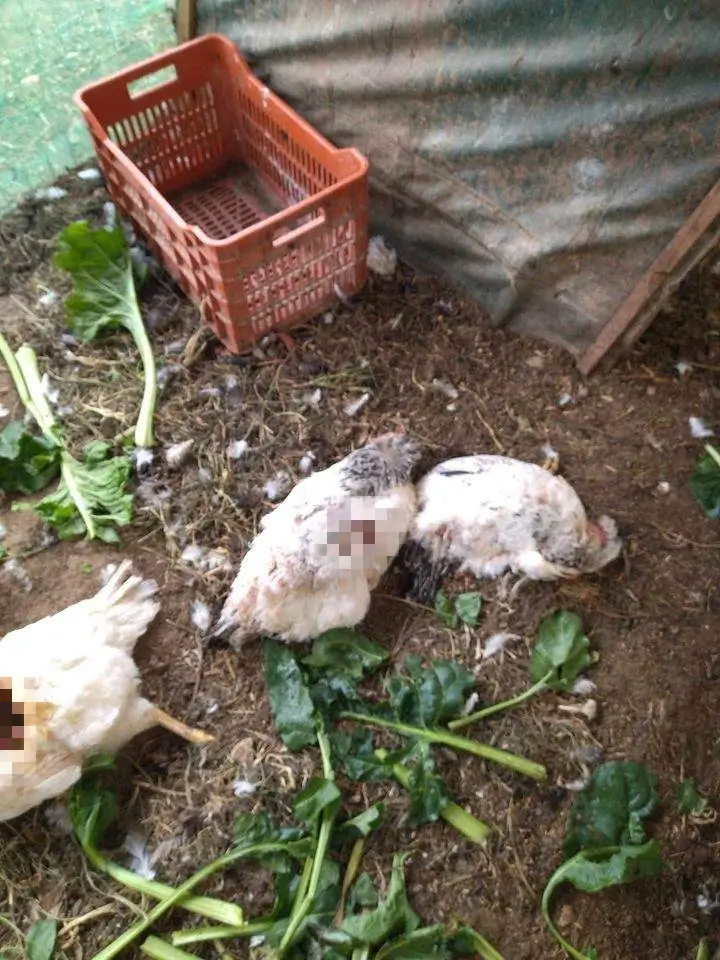 Λασίθι: Σκύλος επιτέθηκε και κατασπάραξε κότες στον Μακρύ Γιαλό