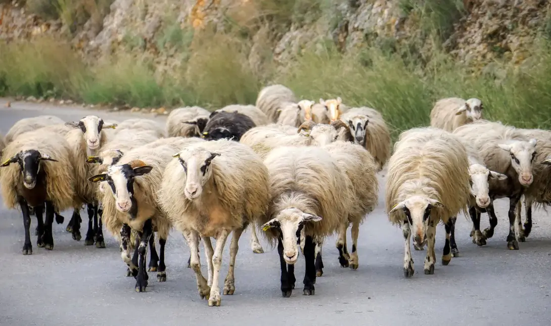Κτηνοτροφία κτηνοτρόφος πρόβατα