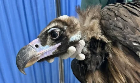 Ταλαιπωρημένος μαυρόγυπας μεταφέρθηκε στις εγκαταστάσεις της ΑΝΙΜΑ