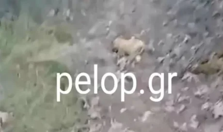 νεκρά ζώα Καλάβρυτα