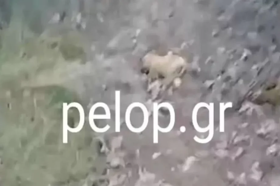νεκρά ζώα Καλάβρυτα