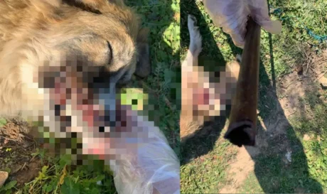 Σκύλος κακοποίηση Μέγαρα