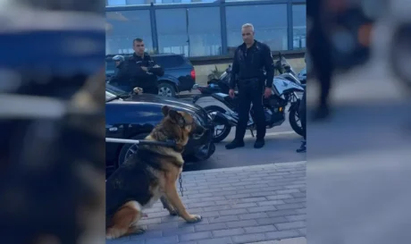 Σκύλος Ρέθυμνο