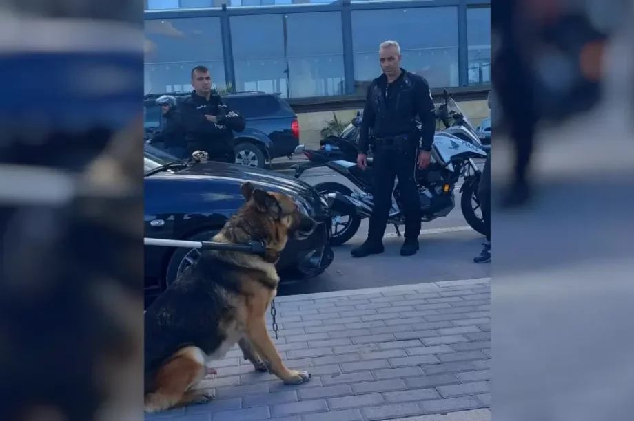 Σκύλος Ρέθυμνο