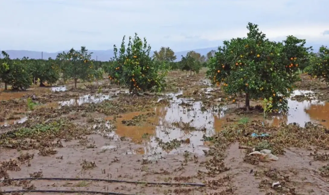 Θεσπρωτία πορτοκαλιές πλημμύρες βροχοπτώσεις κατααστροφές καλλιέργειες