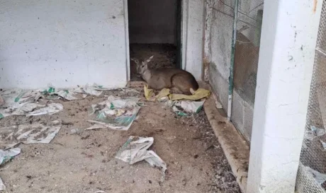 Γρεβενά ζαρκάδι