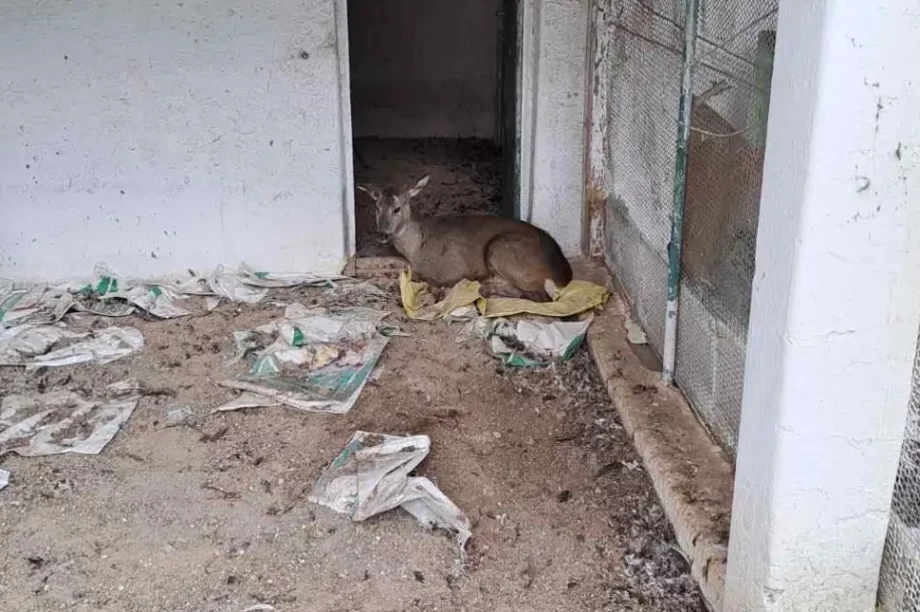 Γρεβενά ζαρκάδι