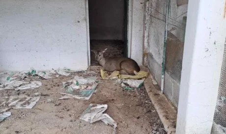 Γρεβενά ζαρκάδι