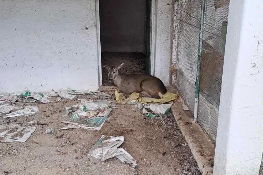 Γρεβενά ζαρκάδι