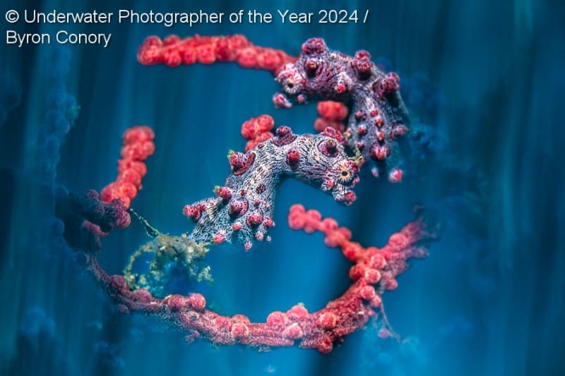 Οι καλύτερες υποβρύχιες φωτογραφίες του 2024 