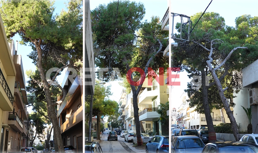 Μασταμπάς πεύκα