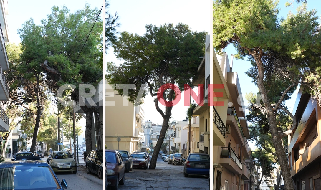Μασταμπάς πεύκα