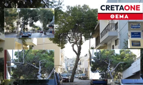 Μασταμπάς πεύκα