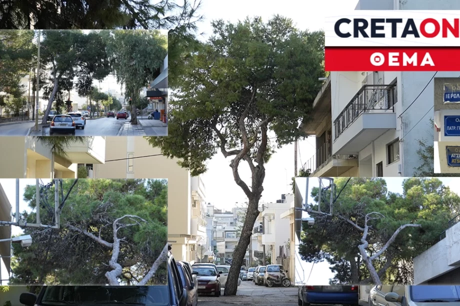 Μασταμπάς πεύκα