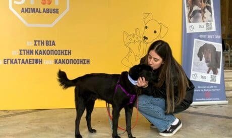 Ηράκλειο: Ολοκληρώθηκε η ημέρα υιοθεσίας για αδέσποτα στη Λότζια