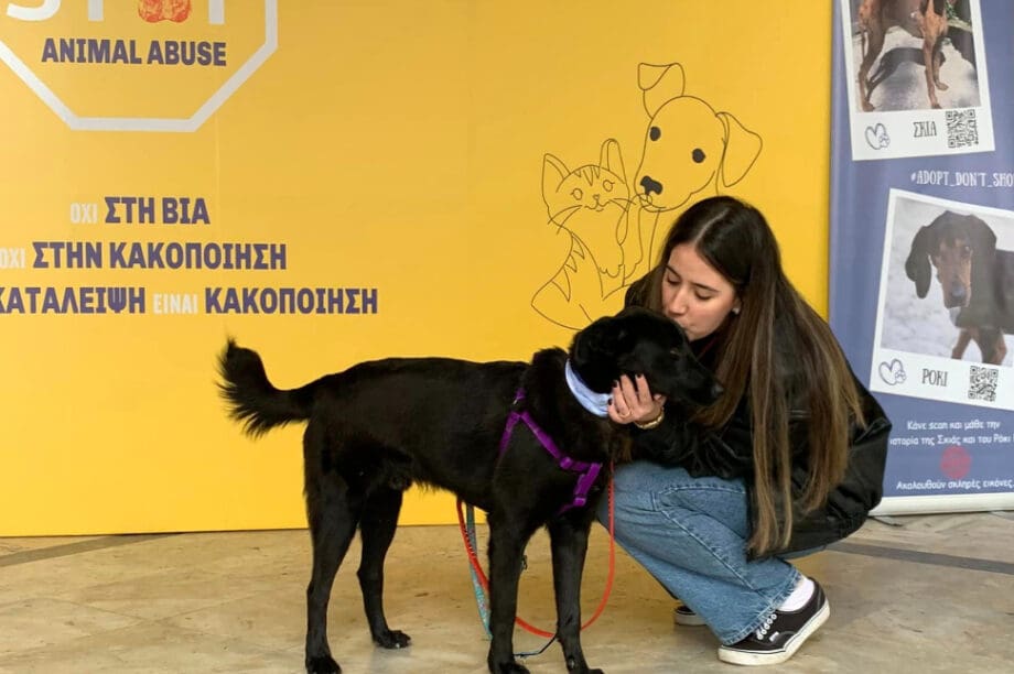 Ηράκλειο: Ολοκληρώθηκε η ημέρα υιοθεσίας για αδέσποτα στη Λότζια