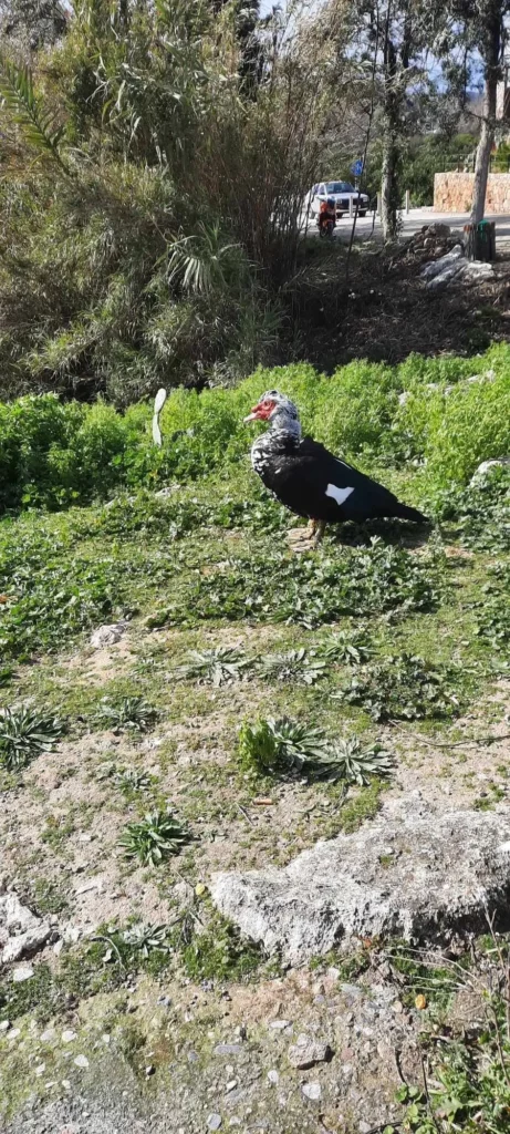 5ο γυμνάσιο Χανίων