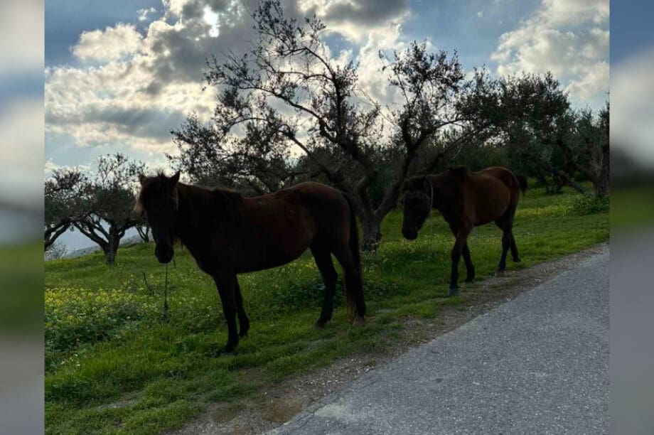 άλογα