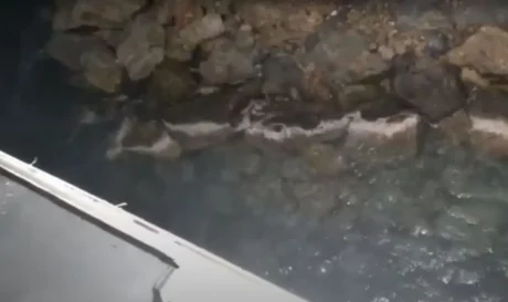 επβατηγό πλοίο Κύθηρα