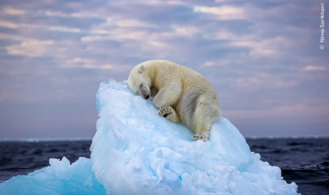 Πολική αρκούδα κοιμάται στην κορυφή παγόβουνου